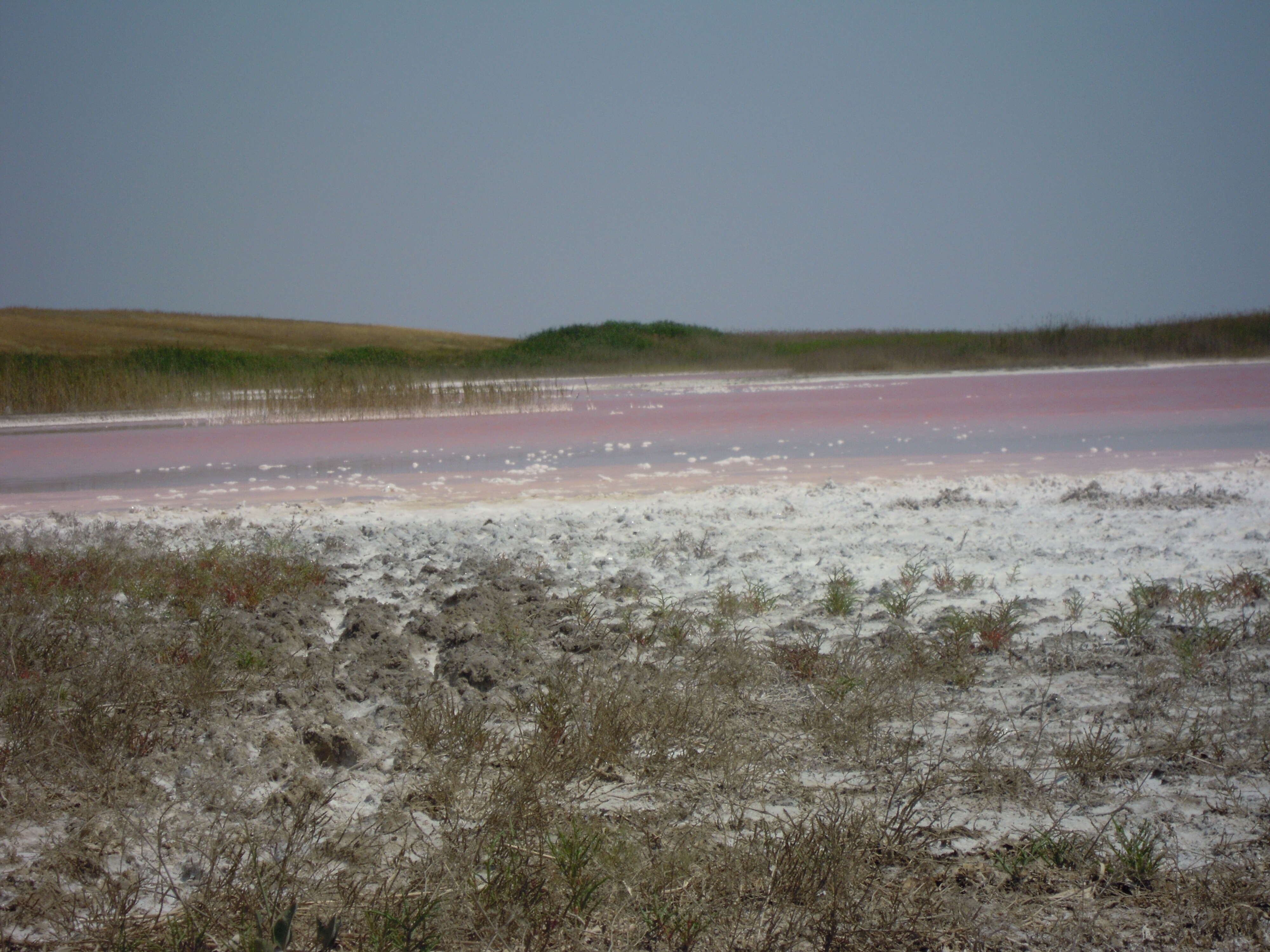 Image of Dunaliella salina