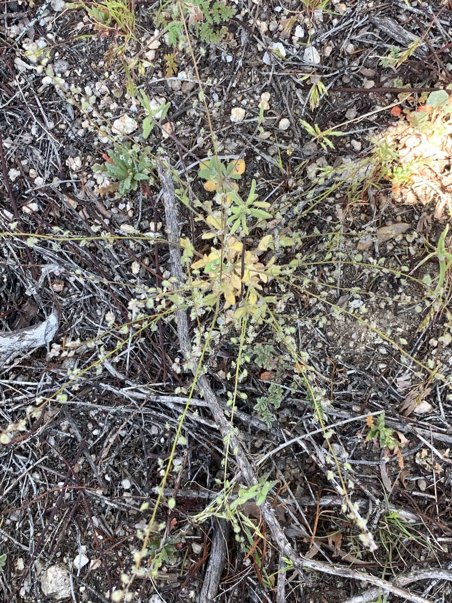 Image of sandweed