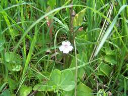 Image of Pinguicula grandiflora subsp. rosea (Mutel) Casper