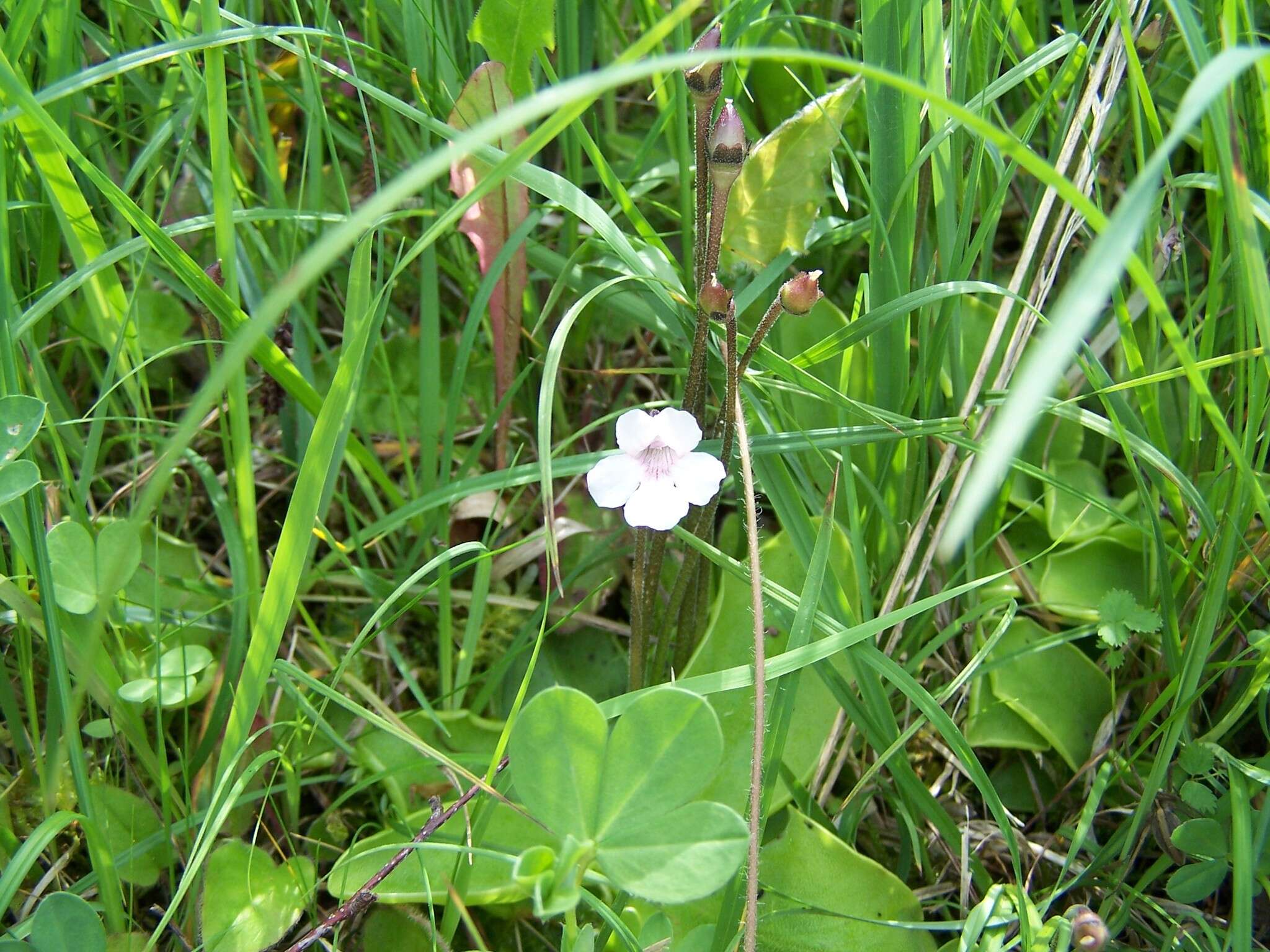 Image of Pinguicula grandiflora subsp. rosea (Mutel) Casper