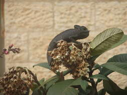 Image de Caméléon commun