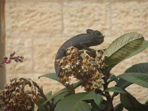 Image de Caméléon commun