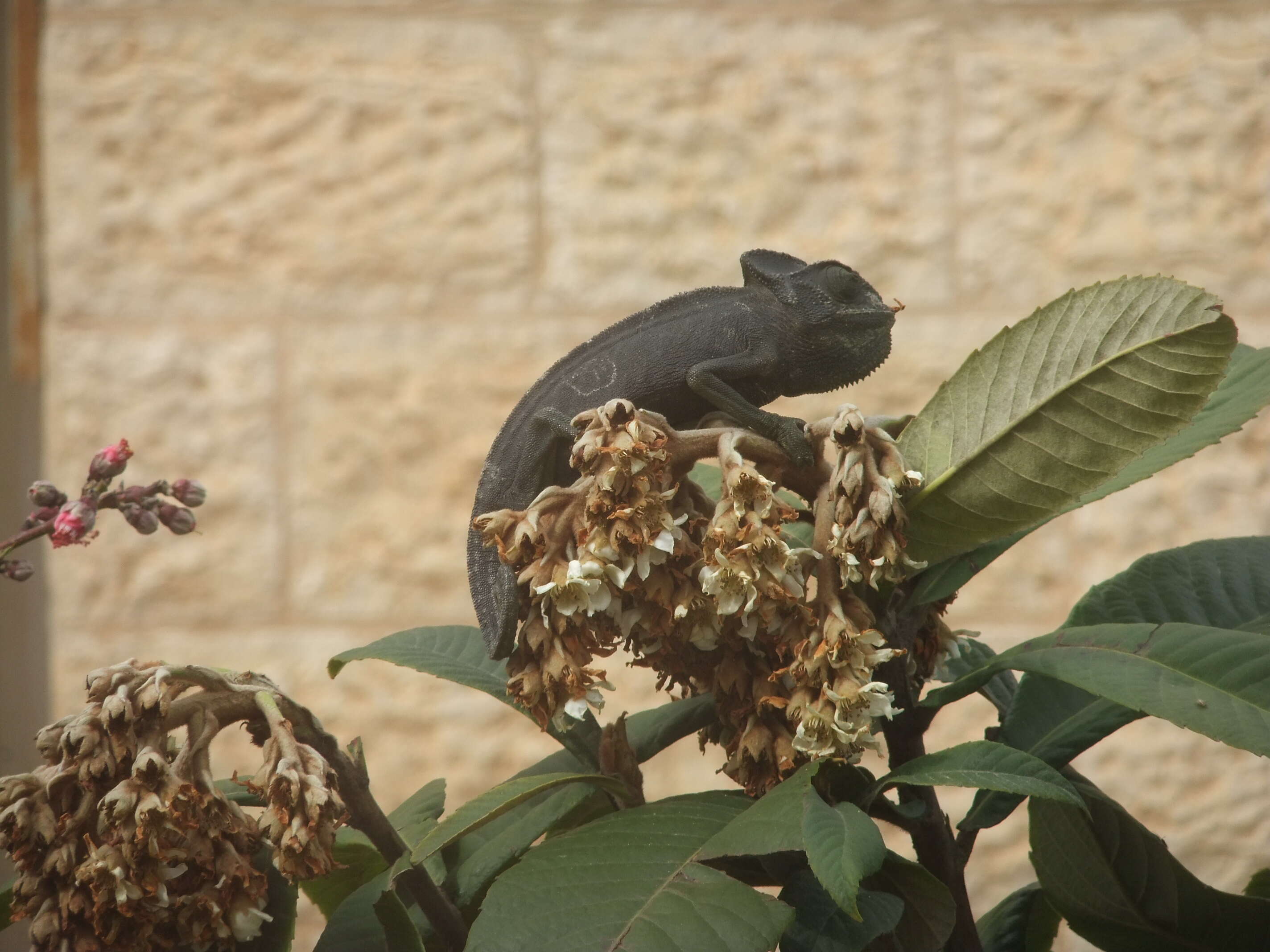 Image de Caméléon commun