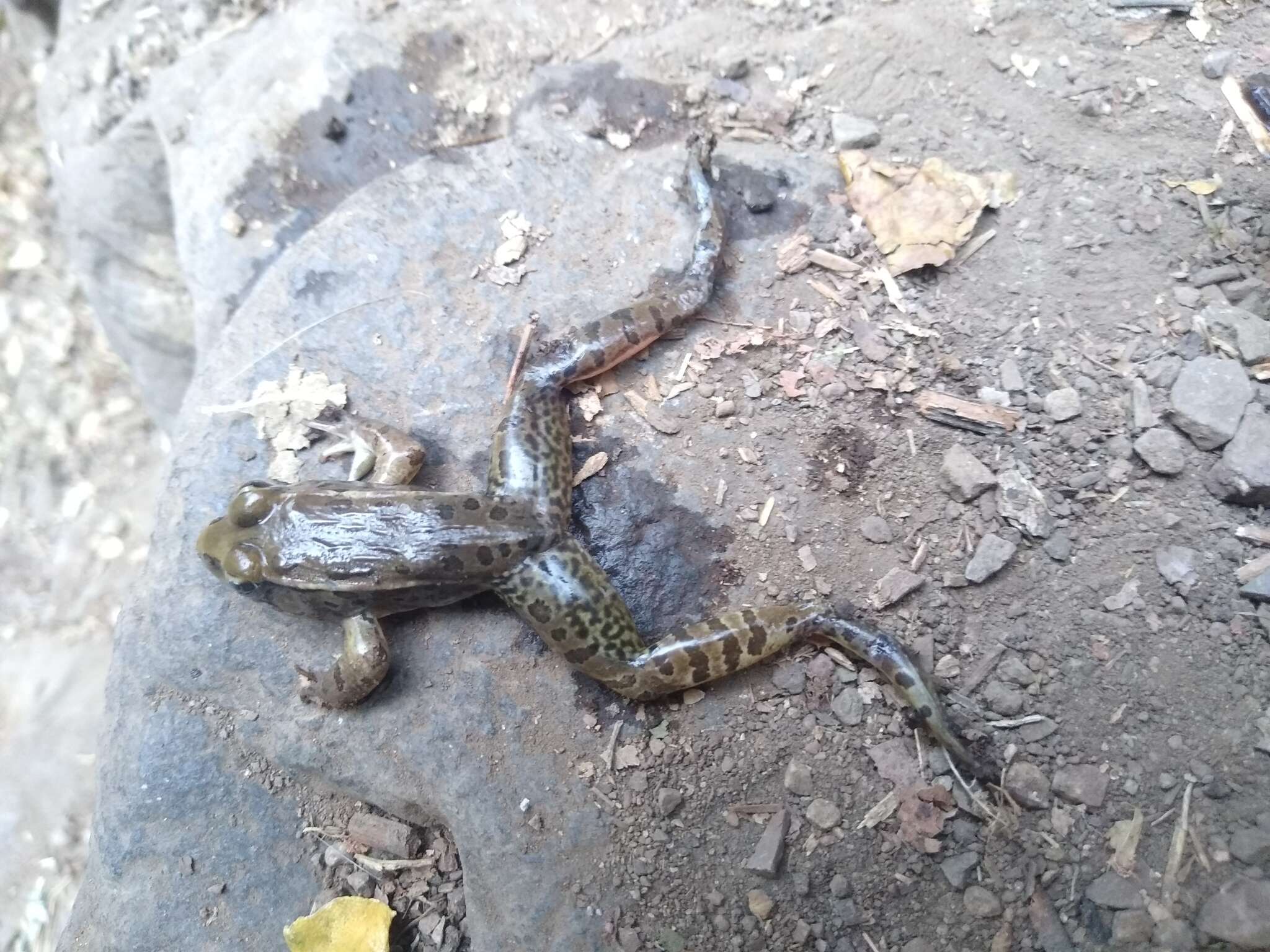 Image de Lithobates magnaocularis (Frost & Bagnara 1974)