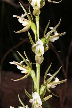 Image of Fragrant leek orchid