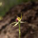 Caladenia thinicola Hopper & A. P. Br. resmi