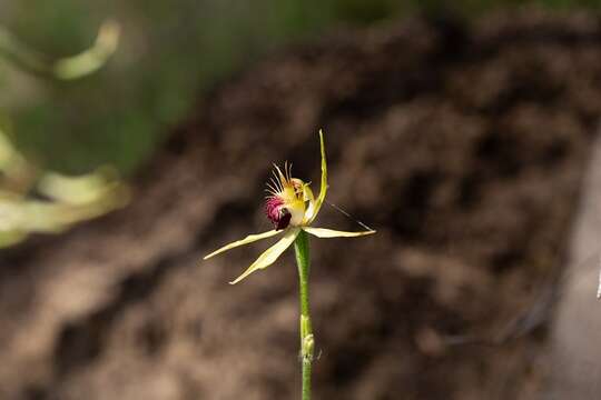 Caladenia thinicola Hopper & A. P. Br. resmi