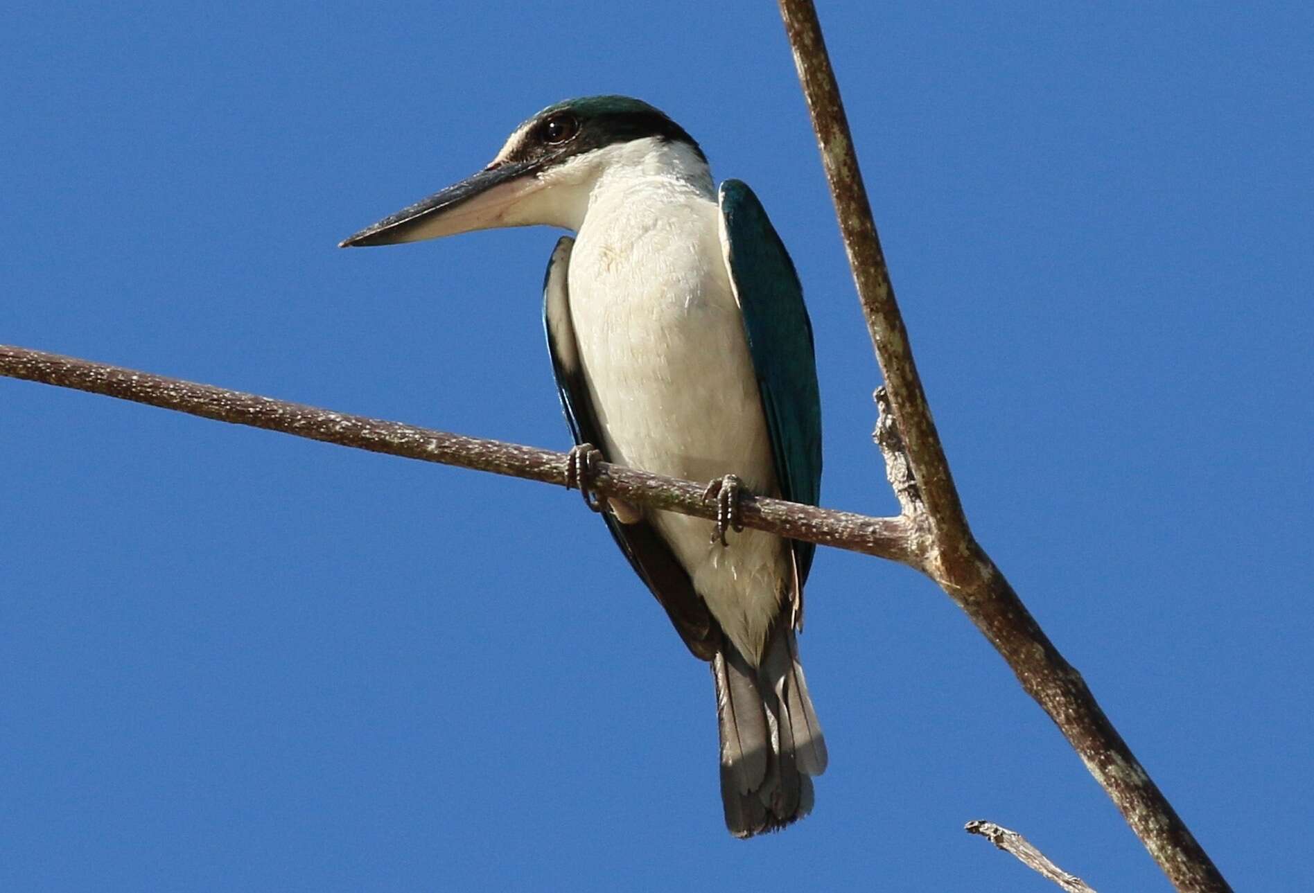 Image of Todiramphus chloris collaris (Scopoli 1786)