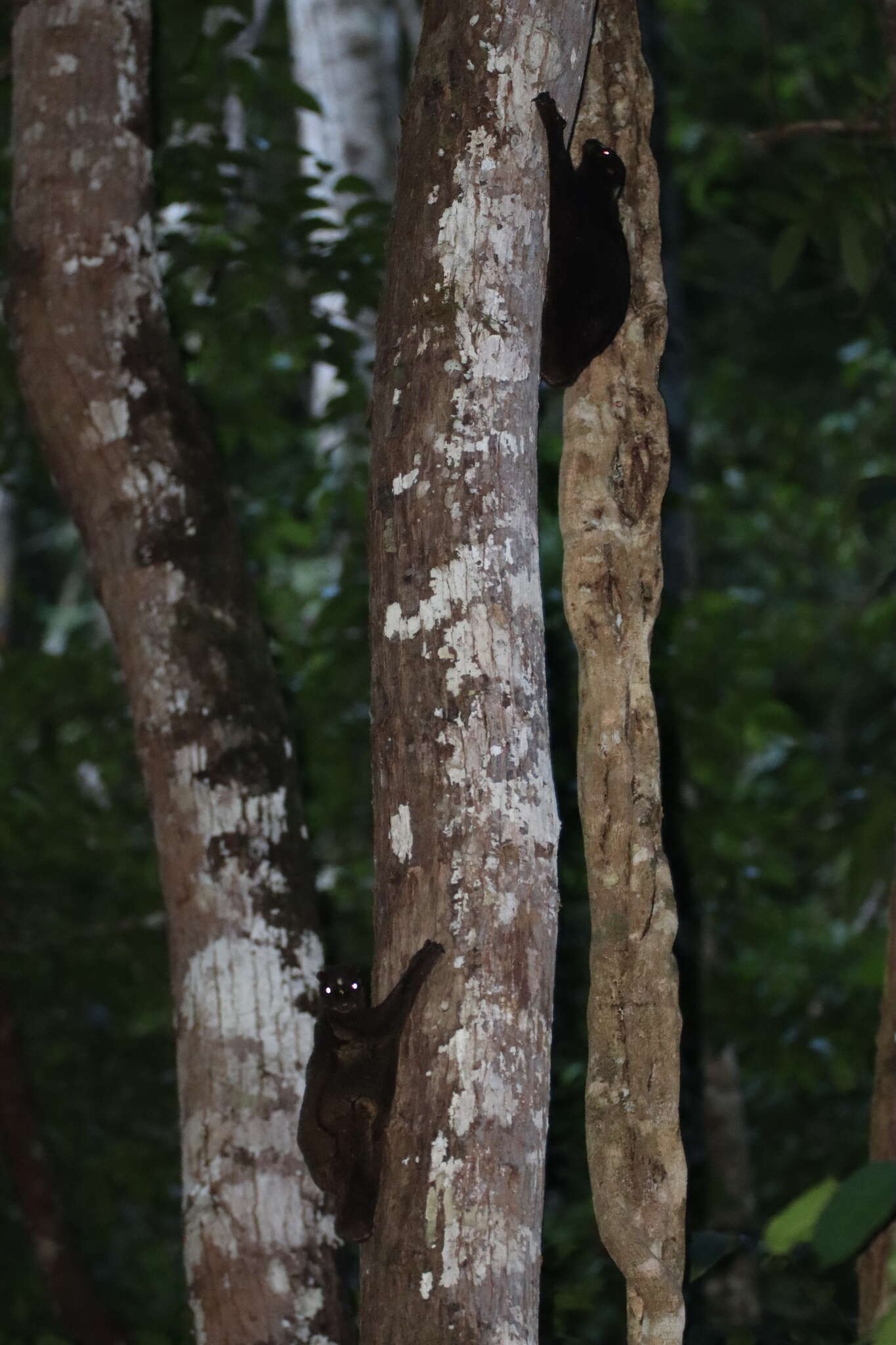Image of Philippine Flying Lemurs
