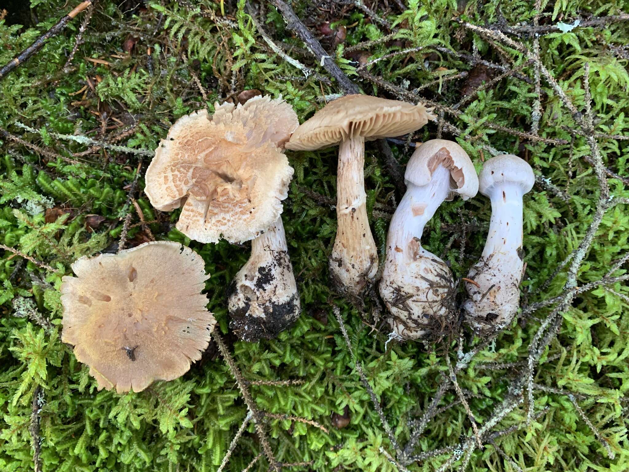 Image of Cortinarius malachius (Fr.) Fr. 1838