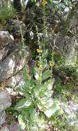 Imagem de Verbascum rotundifolium Ten.