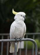 Image of Sulphur-crested Cockatoo