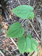 Слика од Dioscorea bulbifera L.