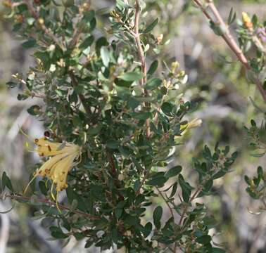 Image of Lambertia inermis R. Br.