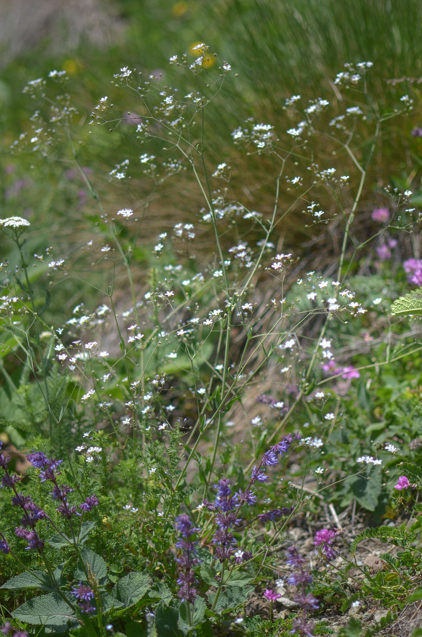 Слика од Gypsophila elegans M. Bieb.