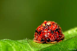 Hemisphaerota palmarum (Boheman 1856) resmi