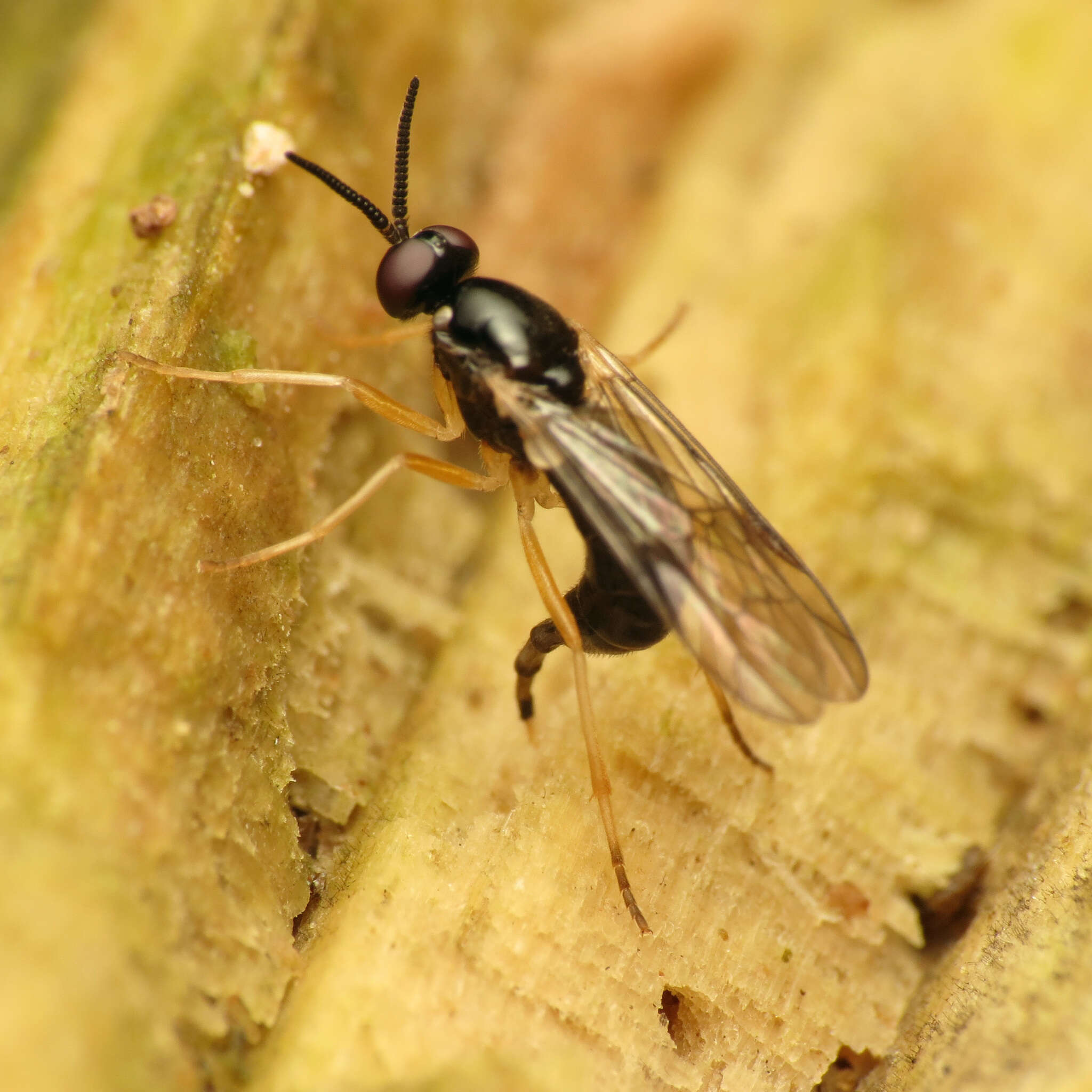 Image of Rachicerus nitidus (Johnson 1903)