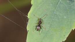 Image of Lasius americanus