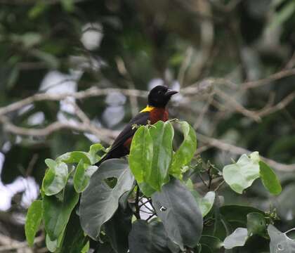 Image of Yellow-mantled Weaver