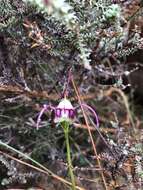 Image of Disperis capensis (L.) Sw.