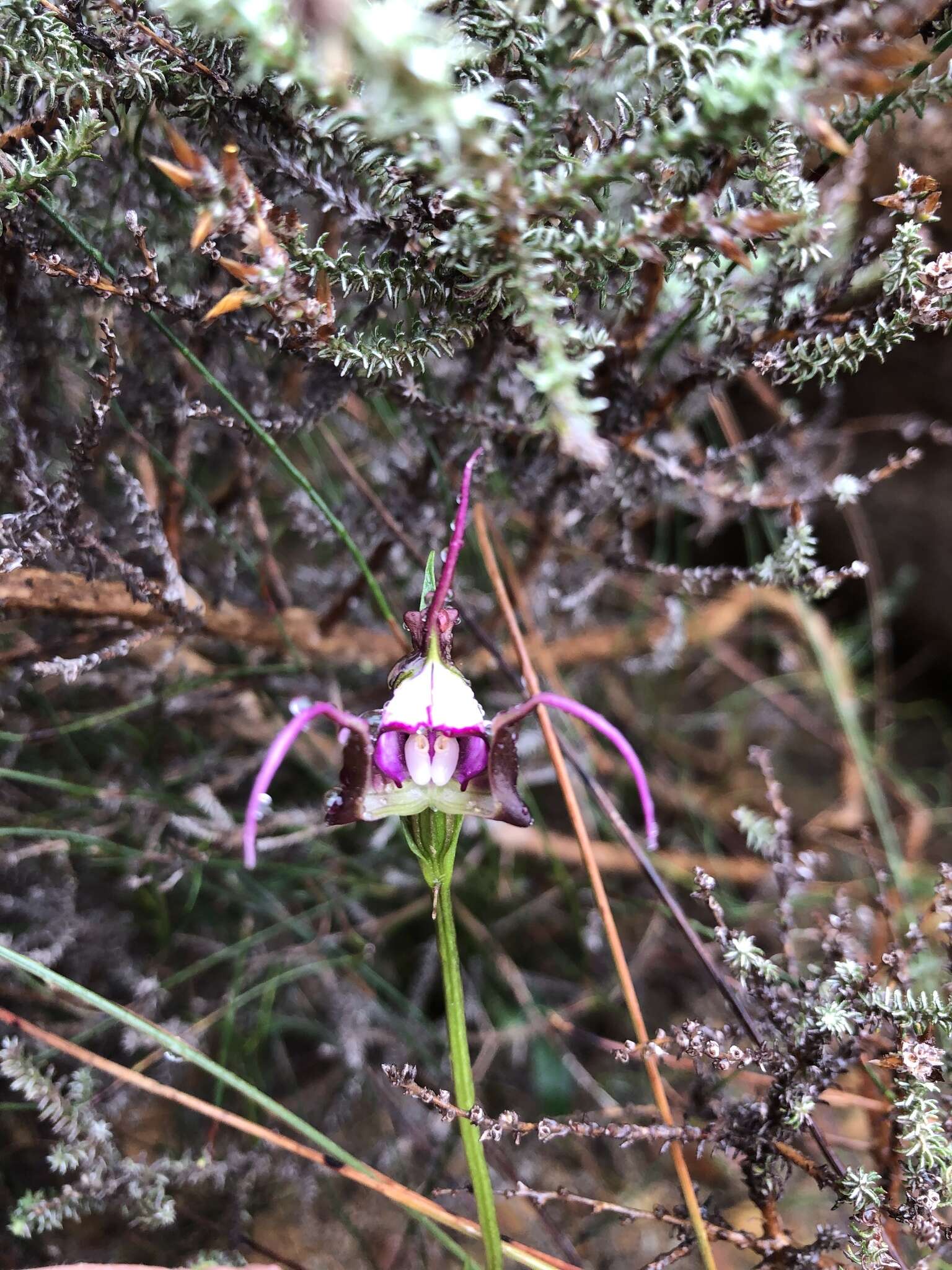 Image of Disperis capensis (L.) Sw.