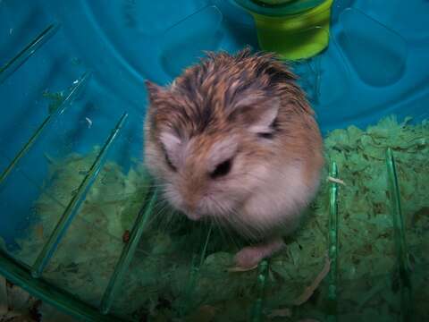 Image of Desert Hamster