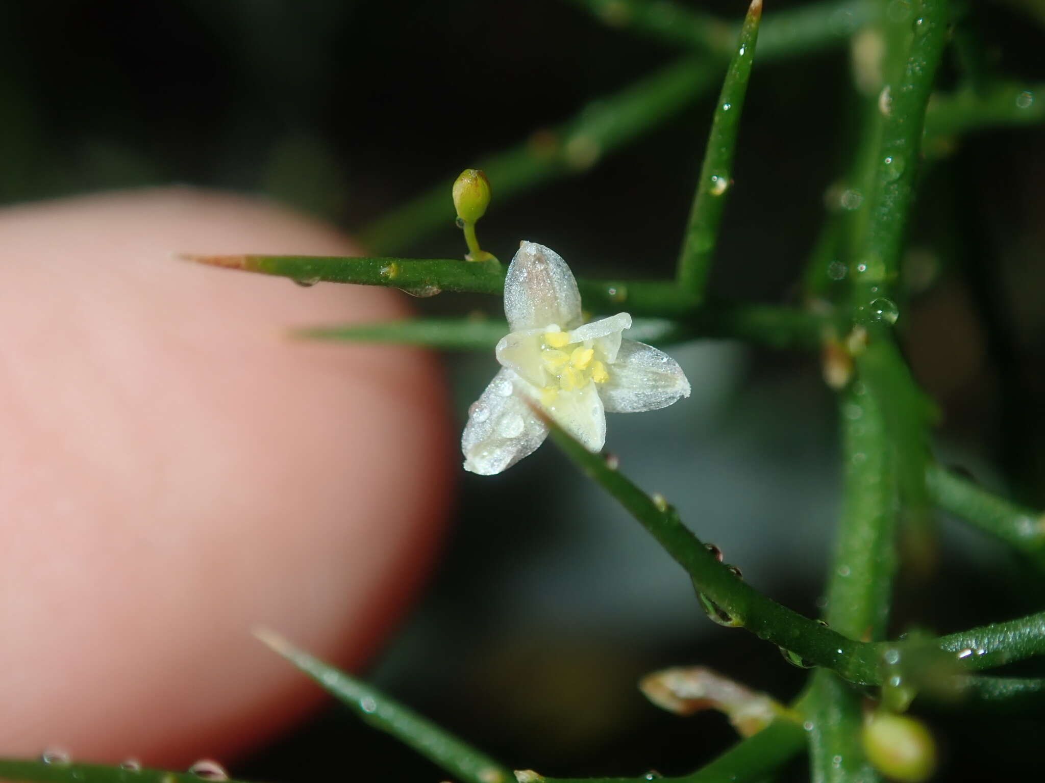 Image of Corynotheca micrantha var. acanthoclada (F. Muell.) R. J. F. Hend.