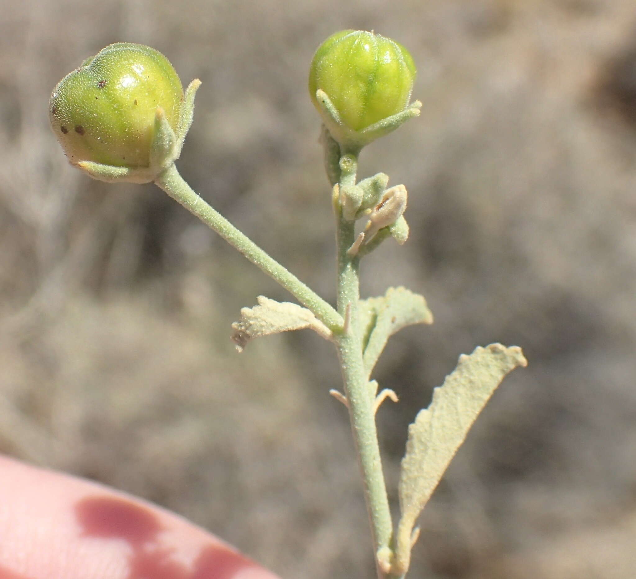 Image of Hermannia minutiflora Engl.