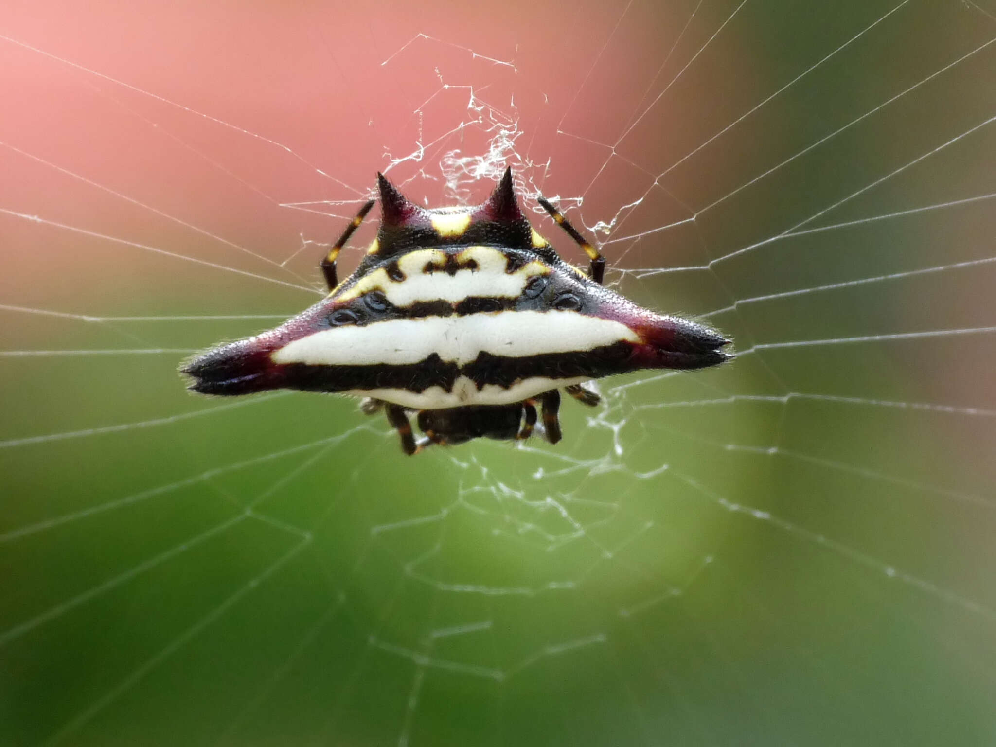 Image of Gasteracantha geminata (Fabricius 1798)