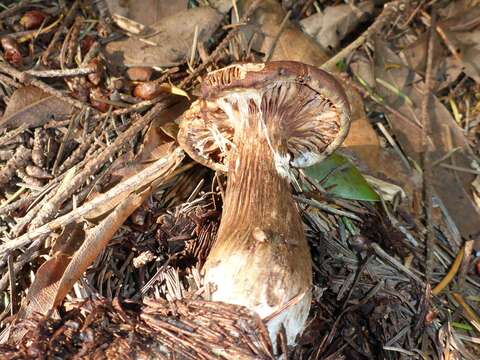 Image of Armillaria sinapina Bérubé & Dessur. 1988