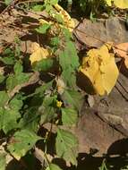 Plancia ëd Solidago albopilosa L. Braun