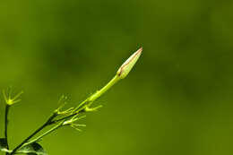 Image of Jasminum grandiflorum L.