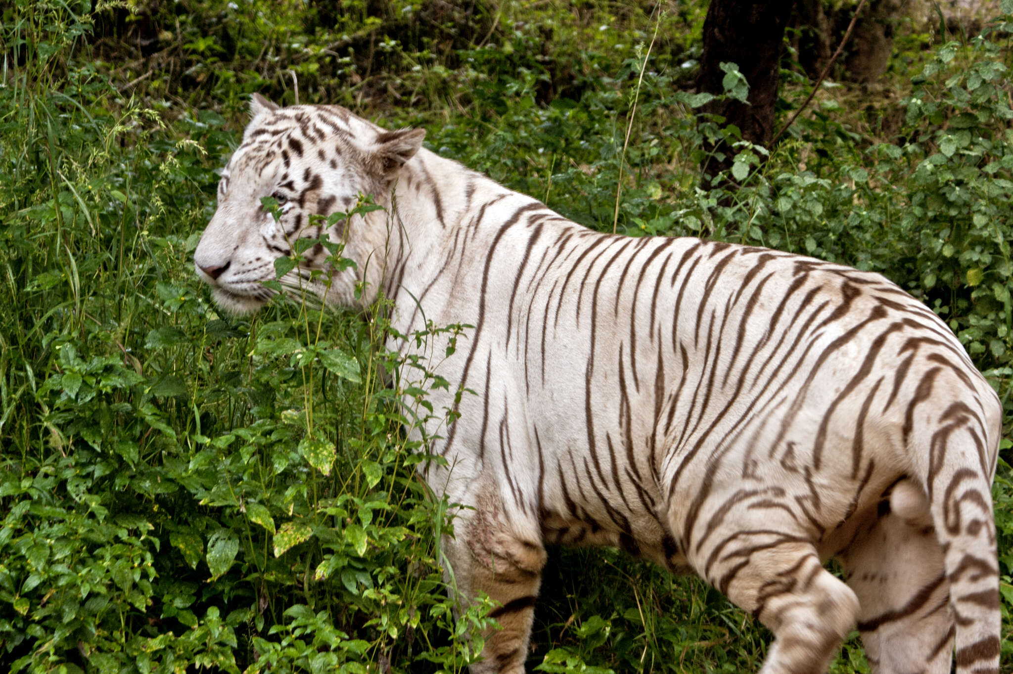 Image de tigre du Bengale