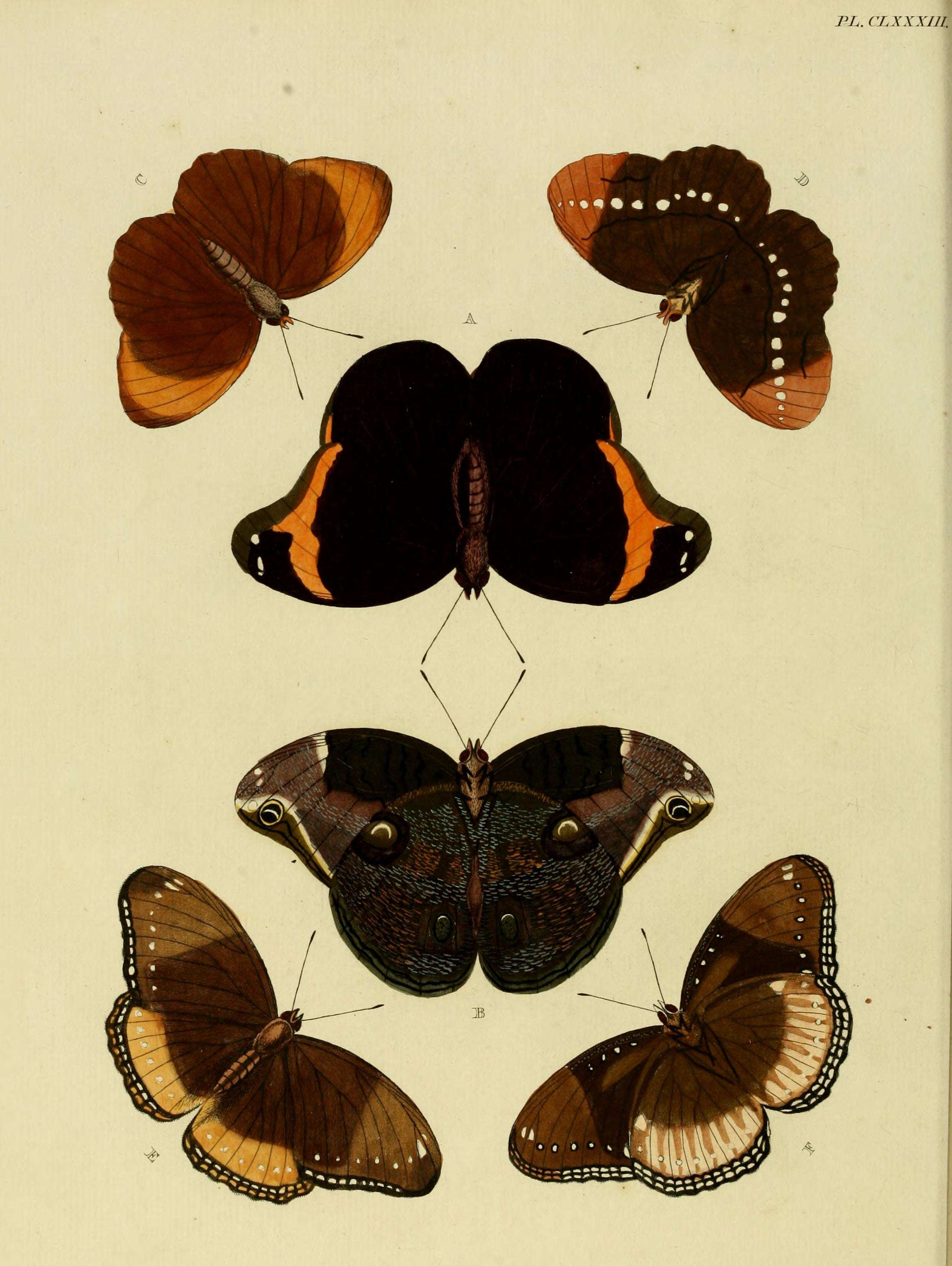 Image of Catoblepia xanthus Linnaeus 1758