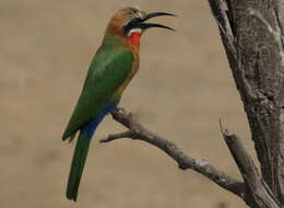 Image of White-fronted Bee-eater