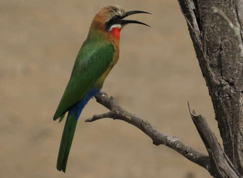 Image of White-fronted Bee-eater