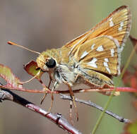 Image of Green Skipper