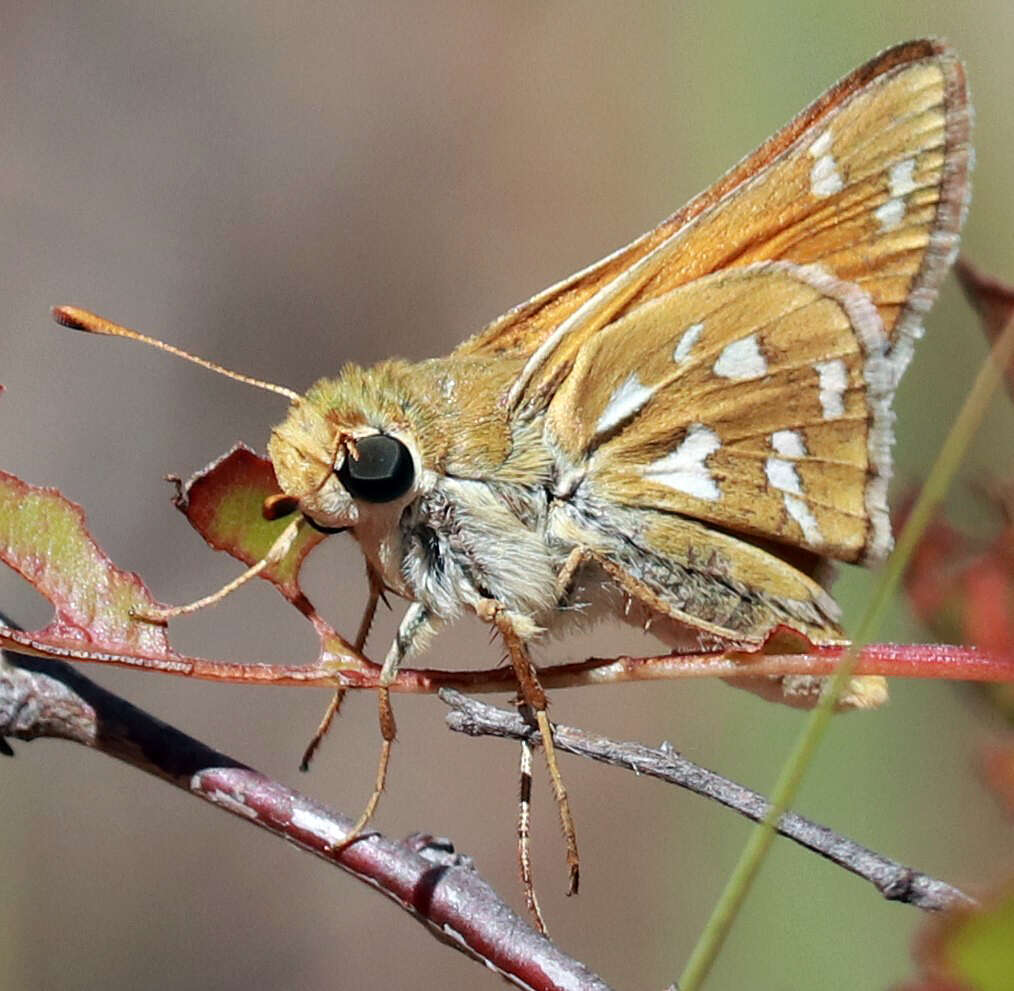 Image of Green Skipper