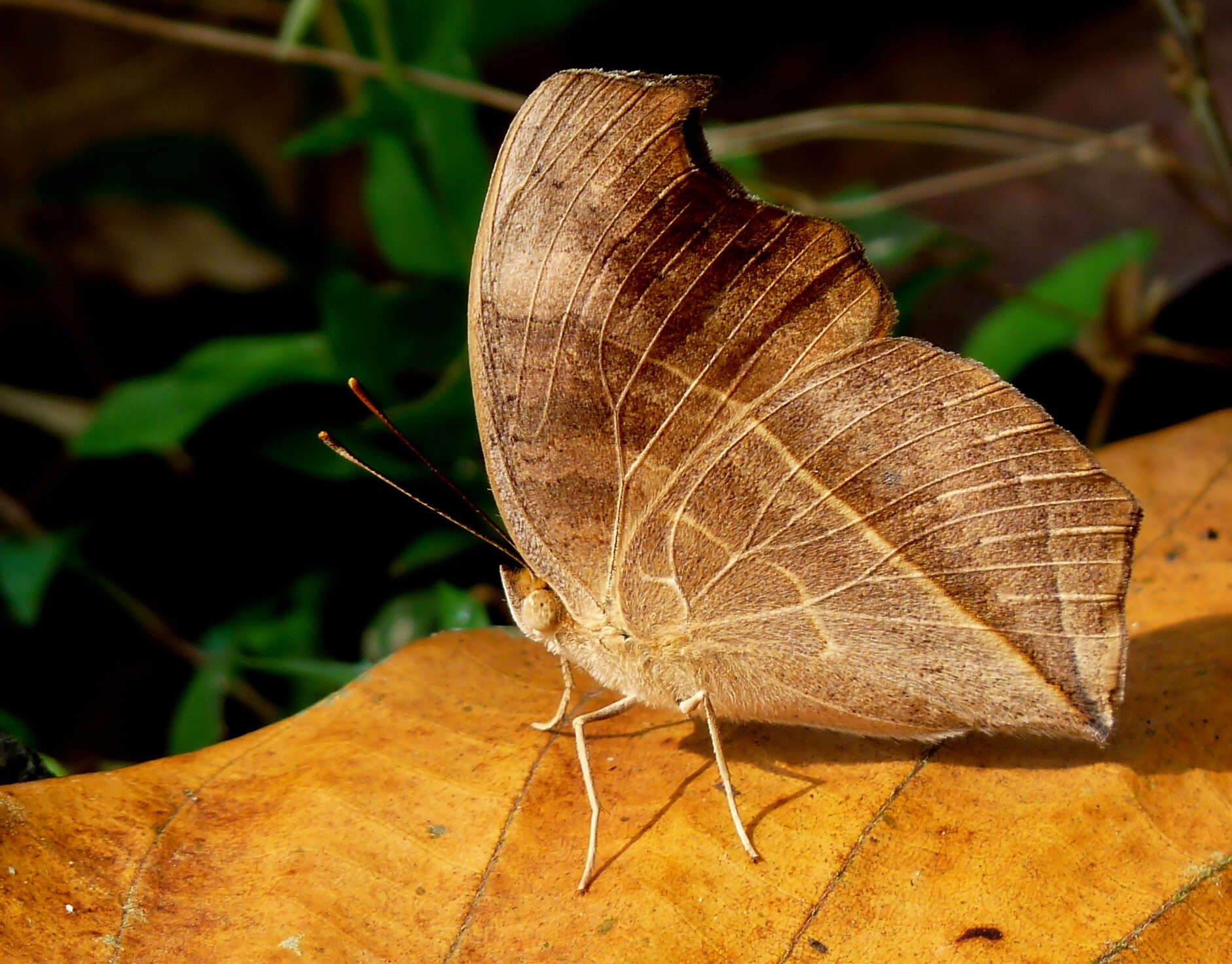 Imagem de Junonia almana Linnaeus 1758