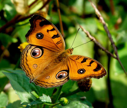 Imagem de Junonia almana Linnaeus 1758