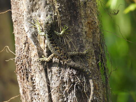 Image of Keeled Whorltail Iguana