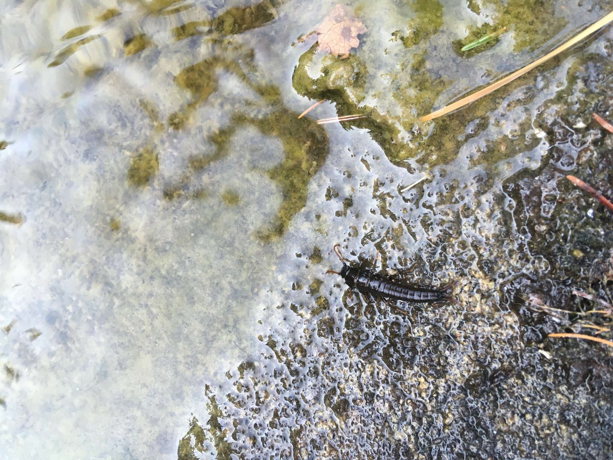 Image of Giant Salmonfly