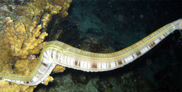 Image of Lion's Paw Sea Cucumber