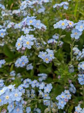 Plancia ëd Myosotis lithospermifolia (Willd.) Hornem.