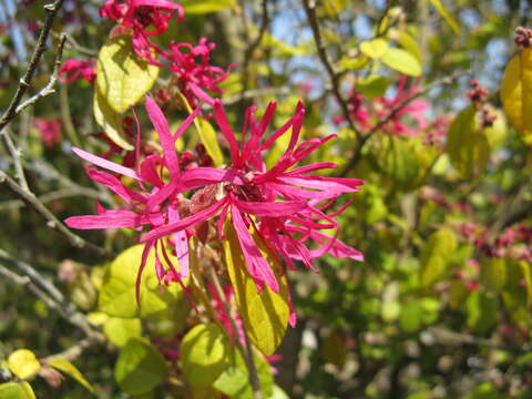 صورة Loropetalum chinense (R. Br.) Oliv.