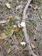 Image of Drosera erythrogyne N. Marchant & Lowrie