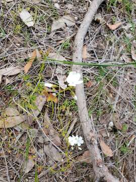 Image de Drosera erythrogyne N. Marchant & Lowrie