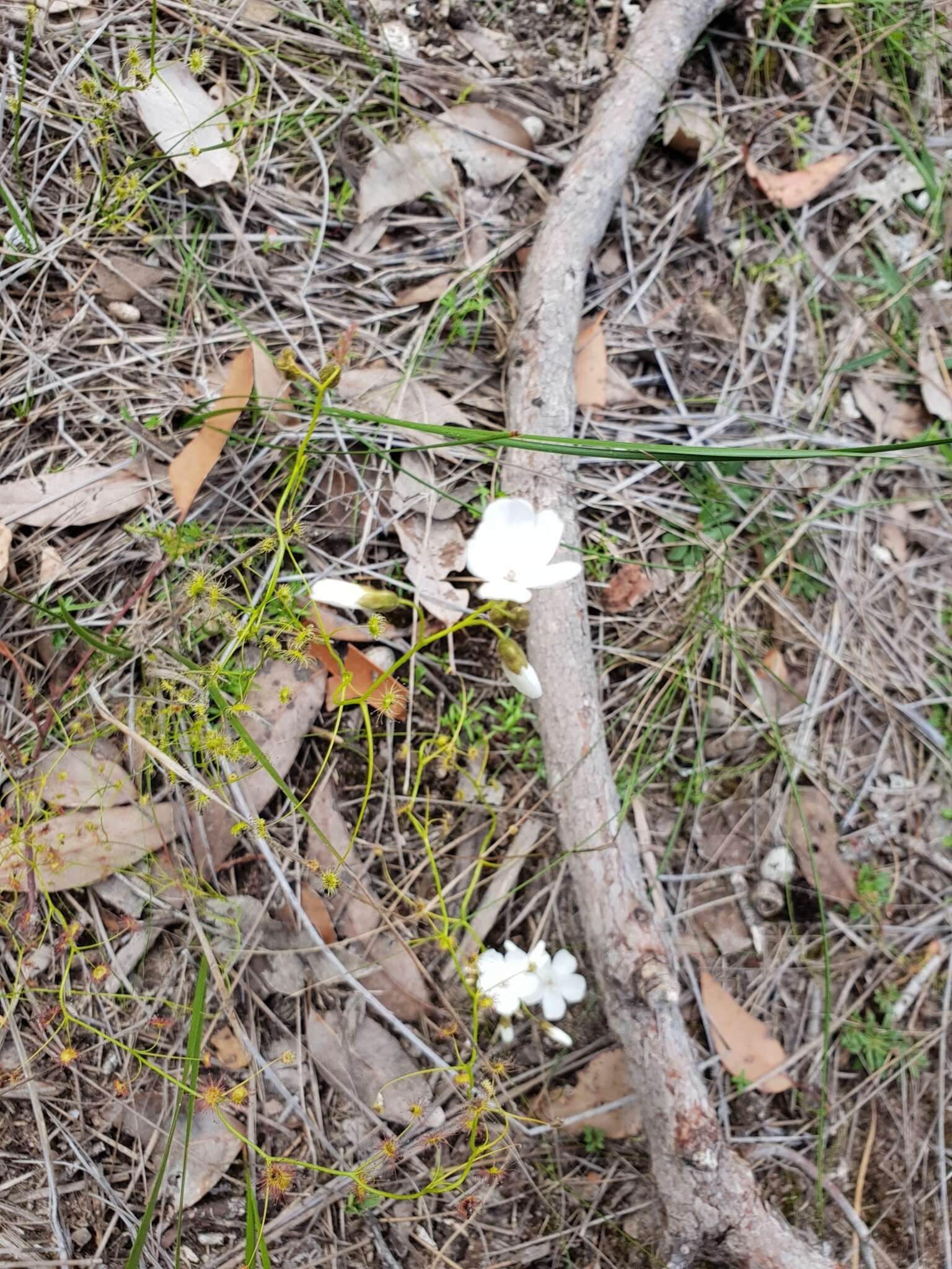 Image de Drosera erythrogyne N. Marchant & Lowrie