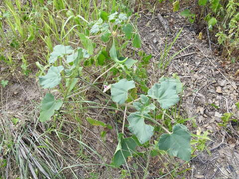 Sivun Proboscidea parviflora (Woot.) Woot. & Standl. kuva