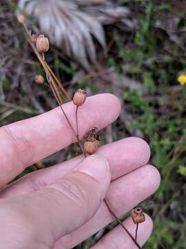 Image of Seaside Primrose-Willow